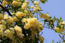گل آبشار طلایی